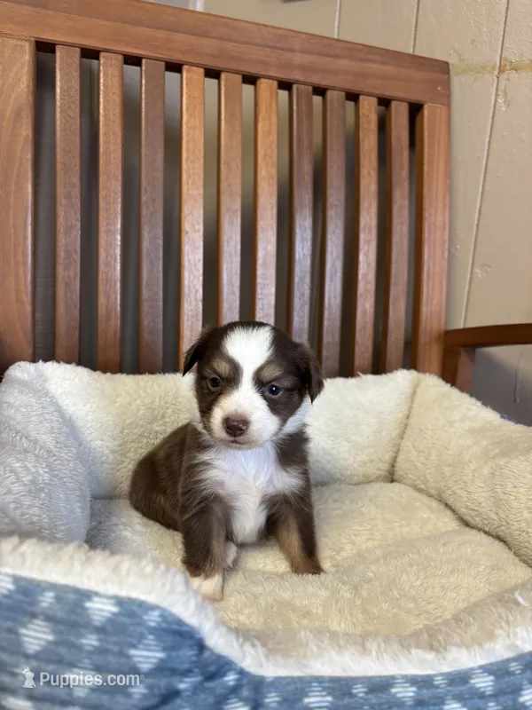 Daisy  – Toy Australian Shepherd puppy for sale in Murray, KY
