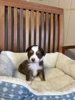 Daisy , a female Toy Australian Shepherd for sale in Murray, KY – Photo 1 of 8