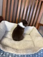 Daisy , a female Toy Australian Shepherd for sale in Murray, KY – Photo 8 of 8