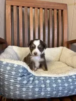 Daisy , a female Toy Australian Shepherd for sale in Murray, KY – Photo 2 of 8