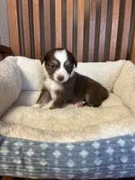 Daisy , a female Toy Australian Shepherd for sale in Murray, KY – Photo 5 of 8