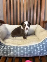 Daisy , a female Toy Australian Shepherd for sale in Murray, KY – Photo 7 of 8