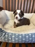 Daisy , a female Toy Australian Shepherd for sale in Murray, KY – Photo 3 of 8