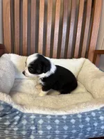 Lucky , a male Toy Australian Shepherd for sale in Murray, KY – Photo 6 of 9