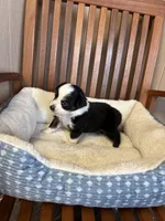 Lucky , a male Toy Australian Shepherd for sale in Murray, KY – Photo 8 of 9