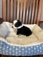 Lucky , a male Toy Australian Shepherd for sale in Murray, KY – Photo 4 of 9