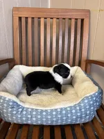 Lucky , a male Toy Australian Shepherd for sale in Murray, KY – Photo 7 of 9