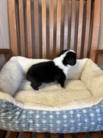 Lucky , a male Toy Australian Shepherd for sale in Murray, KY – Photo 2 of 9