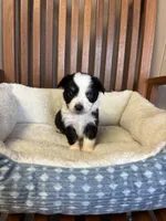 Lucky , a male Toy Australian Shepherd for sale in Murray, KY – Photo 5 of 9