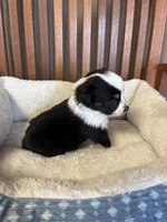 Lucky , a male Toy Australian Shepherd for sale in Murray, KY – Photo 3 of 9