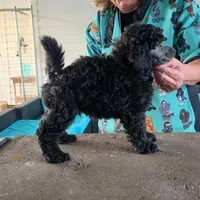 Silver mini boy, a male Poodle - Miniature  for sale in China Spring, TX – 9 of 10