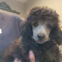 AKC Silver, a  Poodle - Miniature  for sale in China Spring, TX – Photo 8 of 8