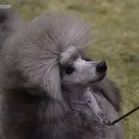 AKC Silver, a  Poodle - Miniature  for sale in China Spring, TX – Photo 1 of 8