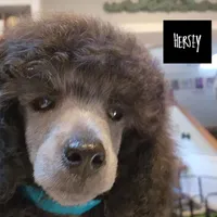 AKC Silver, a  Poodle - Miniature  for sale in China Spring, TX – Photo 6 of 8