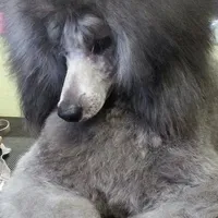 AKC Silver, a  Poodle - Miniature  for sale in China Spring, TX – Photo 2 of 8