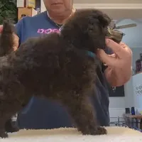 AKC Silver, a  Poodle - Miniature  for sale in China Spring, TX – Photo 5 of 8