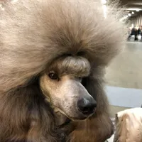 AKC Silver, a  Poodle - Miniature  for sale in China Spring, TX – Photo 3 of 8