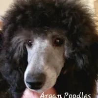 Black Mini Boy, a male Poodle - Miniature  for sale in China Spring, TX – Photo 2 of 3