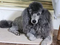 Black Mini Boy, a male Poodle - Miniature  for sale in China Spring, TX – Photo 1 of 3