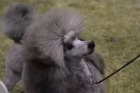 Black Mini Boy, a male Poodle - Miniature  for sale in China Spring, TX – Photo 3 of 3