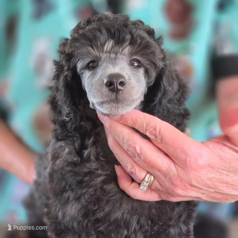 Silver mini boy – Poodle - Miniature  puppy for sale in China Spring, TX