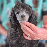 Silver mini boy, a male Poodle - Miniature  for sale in China Spring, TX – 1 of 10