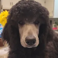 White girl, a  Poodle for sale in China Spring, TX – Photo 1 of 5