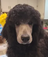 processed/b6e89b8d-7904-4a83-a70c-d6184ddb07fc/listing/b098a8d9-696a-4532-ae29-f7cde04101cd/26b6776e-d309-44cb-b118-170bc23d1899