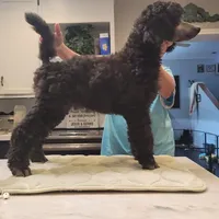 White girl, a  Poodle for sale in China Spring, TX – Photo 2 of 5