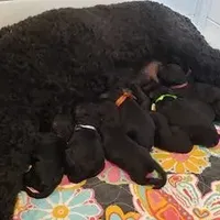 White girl, a  Poodle for sale in China Spring, TX – Photo 4 of 5