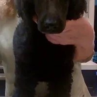 White girl, a  Poodle for sale in China Spring, TX – Photo 5 of 5