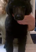 processed/b6e89b8d-7904-4a83-a70c-d6184ddb07fc/listing/b098a8d9-696a-4532-ae29-f7cde04101cd/e49e863d-7956-4583-bdd1-3b1a00dbd846