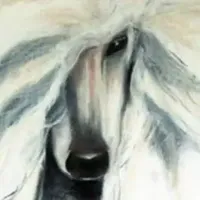 White girl, a  Poodle for sale in China Spring, TX – Photo 3 of 5