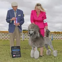 White girl, a  Poodle for sale in China Spring, TX – Photo 1 of 5