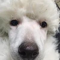 White girl, a  Poodle for sale in China Spring, TX – Photo 5 of 5