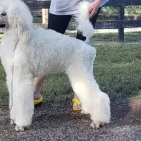 White girl, a  Poodle for sale in China Spring, TX – Photo 2 of 5