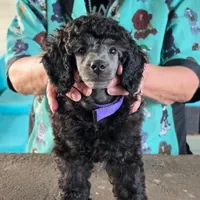 Silver mini boy, a male Poodle - Miniature  for sale in China Spring, TX – 10 of 10