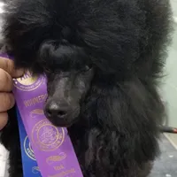 Silver mini girl, a  Poodle - Miniature  for sale in China Spring, TX – Photo 3 of 6