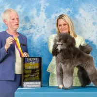 Silver mini girl, a  Poodle - Miniature  for sale in China Spring, TX – Photo 2 of 6
