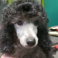 Silver mini girl, a  Poodle - Miniature  for sale in China Spring, TX – Photo 1 of 6