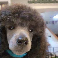 Silver mini girl, a  Poodle - Miniature  for sale in China Spring, TX – Photo 6 of 6