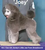 Silver mini girl, a  Poodle - Miniature  for sale in China Spring, TX – Photo 5 of 6