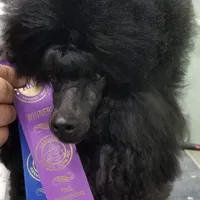 AKC Silver, a  Poodle - Miniature  for sale in China Spring, TX – Photo 2 of 7