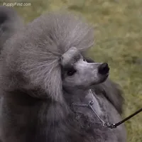 AKC Silver, a  Poodle - Miniature  for sale in China Spring, TX – Photo 3 of 7