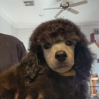 AKC Silver, a  Poodle - Miniature  for sale in China Spring, TX – Photo 7 of 7