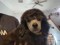 AKC Silver, a  Poodle - Miniature  for sale in China Spring, TX – Photo 7 of 7