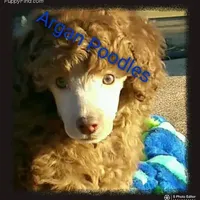 AKC Silver, a  Poodle - Miniature  for sale in China Spring, TX – Photo 4 of 7