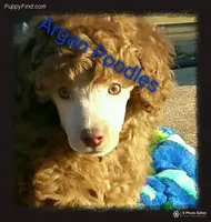 AKC Silver, a  Poodle - Miniature  for sale in China Spring, TX – Photo 4 of 7