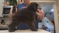 AKC Silver, a  Poodle - Miniature  for sale in China Spring, TX – Photo 6 of 7