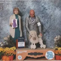 AKC Silver, a  Poodle - Miniature  for sale in China Spring, TX – Photo 5 of 7